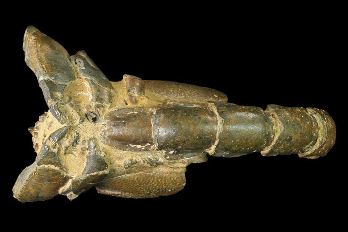 Fossil Mud Lobster (Thalassina) - Australia #141037